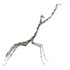 A female of the newly described mantis species